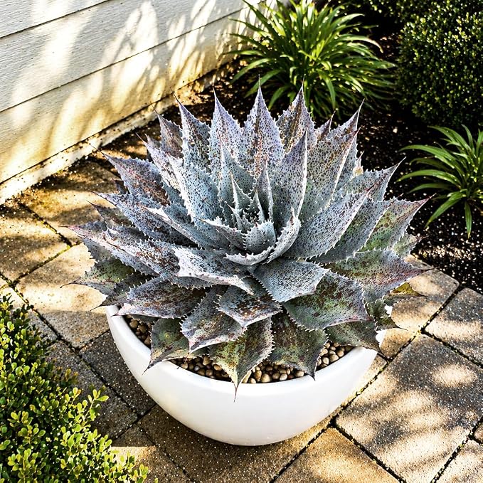Mangave 'Sponge Paint', 1.5" Plug - Live Succulent Plant, Agave Like Rosette, Low Maintenance Indoor Outdoor Plant for Home Garden Decor, Beginner-Friendly Live Plants