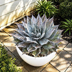 Mangave 'Sponge Paint', 1.5" Plug - Live Succulent Plant, Agave Like Rosette, Low Maintenance Indoor Outdoor Plant for Home Garden Decor, Beginner-Friendly Live Plants
