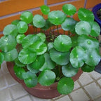 Chalily Pennywort, a Great Live Pond Plant for Your Water Garden. Filters The koi and Goldfish Pond. Good for Bogs, Plant Shelf or Shallow Water This marginal Aquatic is a Real Beauty