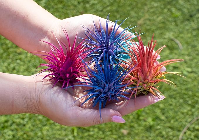Air Plants - Tillandsia Ionantha - Organically Enhanced Color - Live Arrival Guaranteed - House Plants for Home Decor & Gift (2 Tone 4pk) (2 Tone 4pk Tropical Mix)