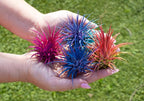 Air Plants - Tillandsia Ionantha - Organically Enhanced Color - Live Arrival Guaranteed - House Plants for Home Decor & Gift (2 Tone 4pk) (2 Tone 4pk Tropical Mix)