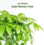 Live Plants Money Tree in 4" Gold-Gray Pot, Easy to Grow Houseplant, Indoor Bonsai, Home Office Decor, Birthday Housewarming Gift