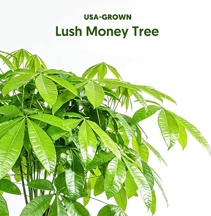 Live Plants Money Tree in 4" Gold-Gray Pot, Easy to Grow Houseplant, Indoor Bonsai, Home Office Decor, Birthday Housewarming Gift