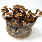 Mycelium 6LB Mushroom Growing Kit | CVG Substrate & Millet/Milo Grain Blend w/Cultivation Enhancer | All-in-One Pre-Sterilized Bag with Injection Port | Grow Dung-Loving Mushrooms Like Magic At-Home