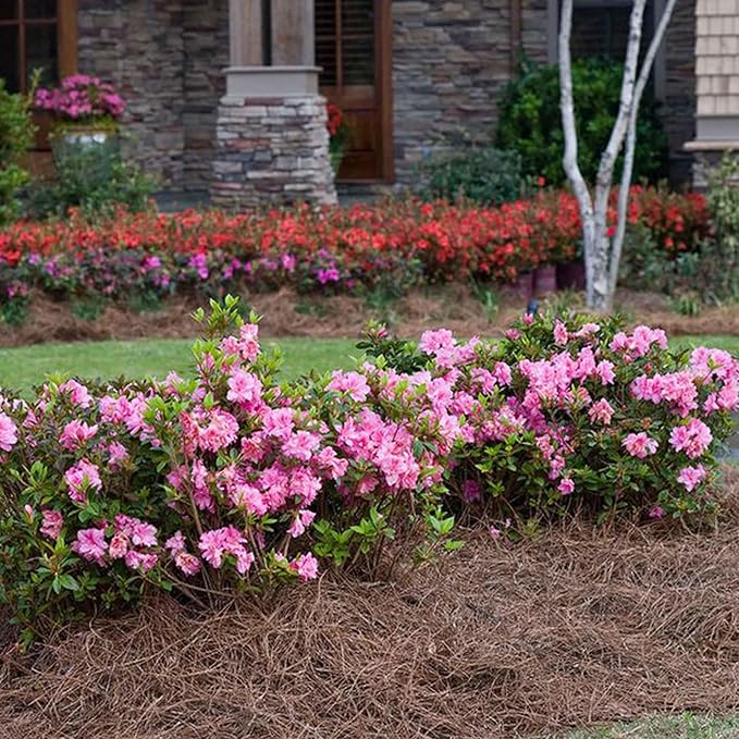 Perfect Plants Encore Autumn Carnation Azalea in 3 Gallon Pot | Live Evergreen Shrub | Pink Flowers that Rebloom Spring & Fall | Perfect for Outdoor Planting in Zones 6-10 | Rhododendron