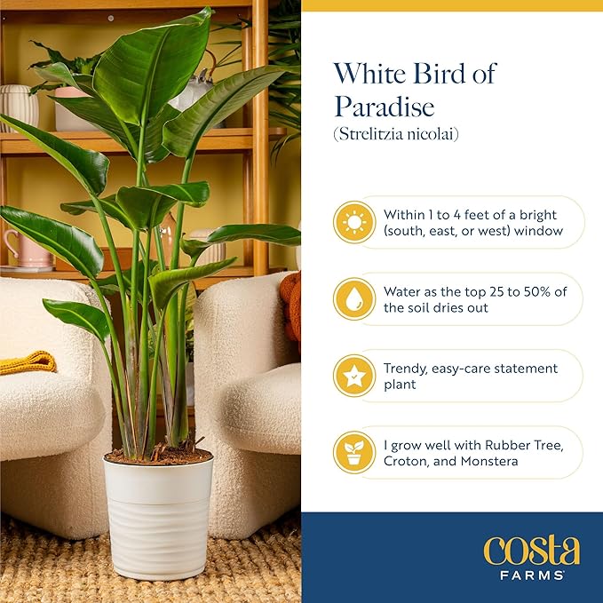 Costa Farms White Bird of Paradise Live Plant in Plastic Pot, Small Indoor Houseplant, Perfect for Home, Room, or Office Decor, Great House Warming or Birthday Gift, 16-24 Inches Tall