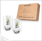 Snow Flecked Waxed Amaryllis Bulb 2-Pack – Silver Wax with Red Blooms – Live Holiday Gift Plant, Easy Care, No Watering Needed