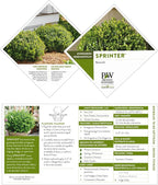 Proven Winners 2 Gallon Sprinter Boxwood