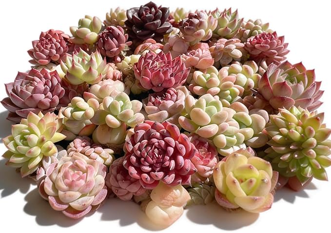 100 Pack Succulent Plants Live, Assorted Succulents Bulk Bare Root, Live Mini Succulent Plants, Easy Care Indoor Outdoor Plants for Beginners, Terrarium DIY Kit, Wedding Party Favors,Desk Decor