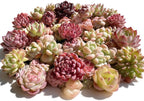 100 Pack Succulent Plants Live, Assorted Succulents Bulk Bare Root, Live Mini Succulent Plants, Easy Care Indoor Outdoor Plants for Beginners, Terrarium DIY Kit, Wedding Party Favors,Desk Decor