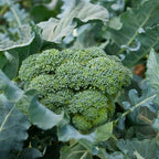 Clovers Garden Broccoli Marathon Plants- Two (2) Live Plants – Non-GMO - Not Seeds - Each 4" to 8" Tall – in 4" Inch Pots - High-Yield, Cold Tolerant