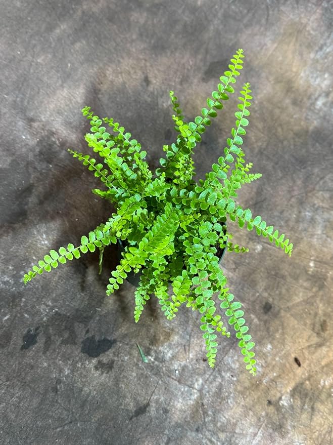 PLANTVERS Live Fern Plant in a 4" Nursey Pot | Low Maintenance Indoor Houseplant | Tropical Air Purifying Green Foliage for Home & Office Decor | Easy-Care Indoor Plant (Lemon Button Fern)