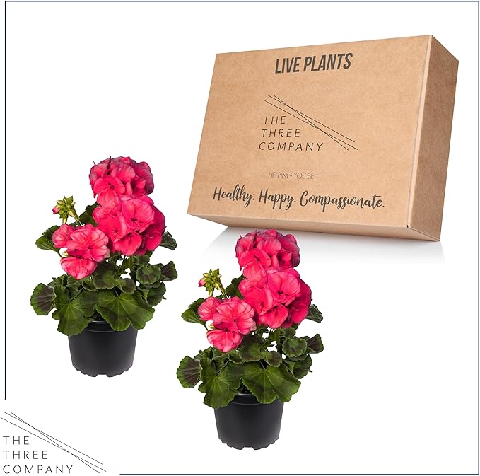 Live Flowering Zonal Geraniums - Salmon (2 Plants Per Pack), Beautiful Spring/Summer Flowers, 12" Tall by 5" Wide in 1 Qt Pot