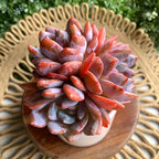 Succulent Plants Live Echeveria Orange Monroe,3-4 Head 3.5 inches Pink Mini Plants,Bare Root Without Pot Soil Live Plants,Wedding Garden Indoor House Baby Shower Decor Friend Plant Lover Gift