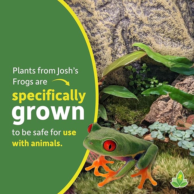 Josh's Frogs 18x18x24 Tropical Vivarium Plant Kit