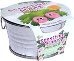 BUZZY Seeds Sensitive Plant Grow Kit – Mini Basin Touch Reactive Plant Starter Set with Moving Leaves, Indoor Gardening Gift and DIY Home Project