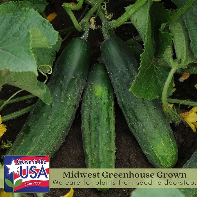 Clovers Garden Cucumber Patio Snacker Plants - Two (2) Live Plants – Non-GMO - Not Seeds - Each 4" to 8" Tall – in 4" Inch Pots - Burpless, High Yield, Compact