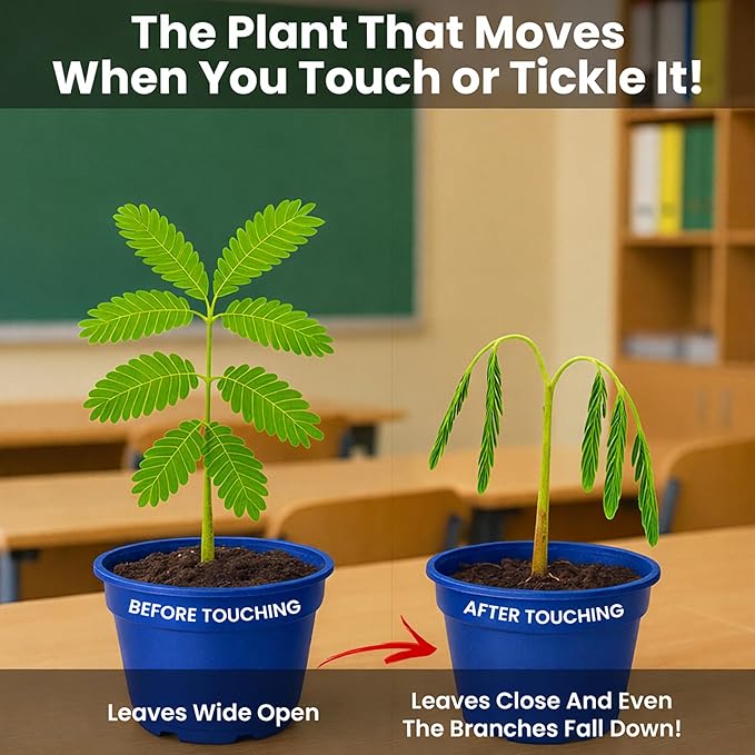 TickleMe Plant Deluxe Family Greenhouse Kit – Grow the Playful Plant that Closes Its Leaves When Tickled! Includes Mini Greenhouse, 3 Seed Packets, Soil Pellets & Pots – Fun Indoor Gardening Gift