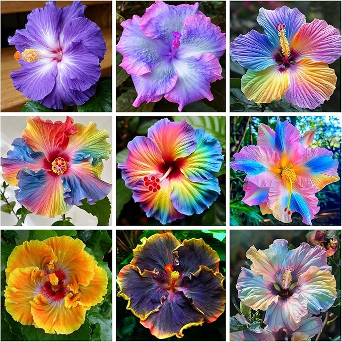 Hibiscus Flower Seeds for Planting - 200+ Hibiscus Seeds Perennial Giant Flower Non-GMO Heirloom Tropical Potted Plants Seeds