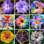 Hibiscus Flower Seeds for Planting - 200+ Hibiscus Seeds Perennial Giant Flower Non-GMO Heirloom Tropical Potted Plants Seeds