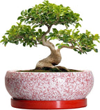 Bonsai Tree Pots 13 Inch - Ceramic Bonsai Pots with Drainage Hole and Tray, Large Succulent Planters Indoor, Round Bowl Planter Outdoor, Shallow Planter, Garden Decor, Plant Lover Gifts, Red