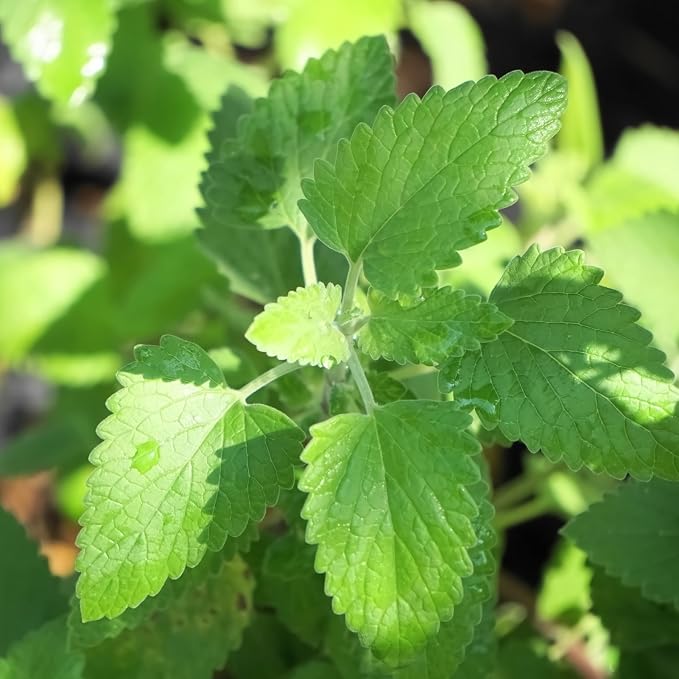 Bonnie Plants Catnip, Live Plants, with Miracle-Gro Pour & Feed Singles Ready-to-Use Plant Food, 4-Pack, Easy-to-Grow Treat for Cats, Great for Container Gardens, 19.3 oz.