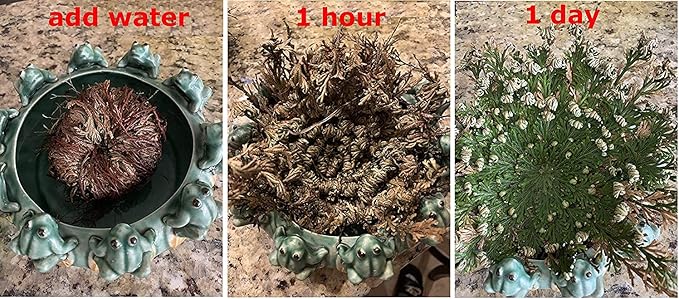CircuitOffice Resurrection Plants Hydrophile Jericho Rose Plant