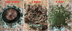 CircuitOffice Resurrection Plants Hydrophile Jericho Rose Plant