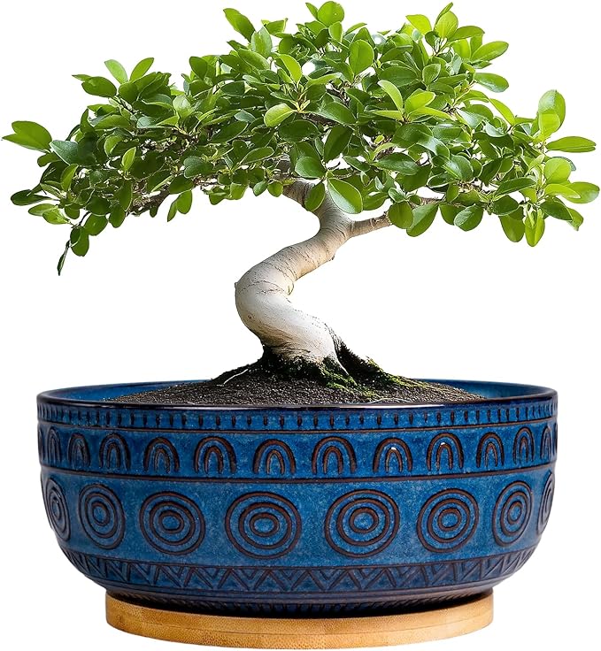 Eightpot Bonsai Pots 8 Inch - Ceramic Succulent Pots for Indoor Plants, Shallow Round Planters with Drainage Hole and Saucer, Boho Bonsai Bowl, Home Decor, Blue