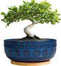 Eightpot Bonsai Pots 8 Inch - Ceramic Succulent Pots for Indoor Plants, Shallow Round Planters with Drainage Hole and Saucer, Boho Bonsai Bowl, Home Decor, Blue