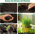 Groundio Cat Grass Seeds, 16 OZ, Grown in The USA for Indoor Cats, Non-GMO, 1 Pound