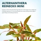 SubstrateSource Live Plants - Alternanthera reineckii ‘Mini’ - Bright Red to Pink Foreground Stem Plant for High Light, CO₂ Aquascaping, Compact Growth Red, Pink, Purple Accent - Lead Bunch
