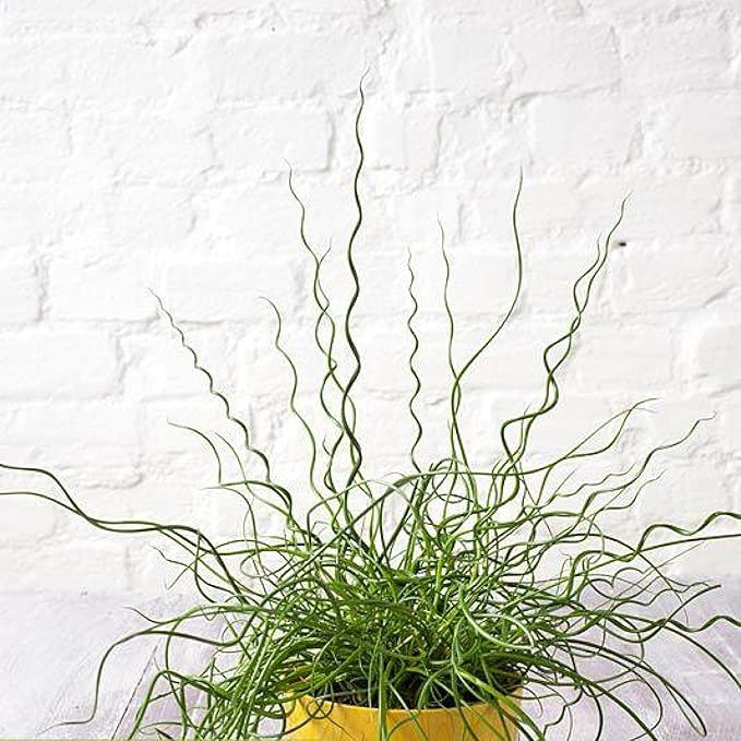 Chalily Corkscrew Rush, a Great Live Pond Plant for Your Water Garden. Filters The koi and Goldfish Pond. Good for Bogs, Plant Shelf or Shallow Water This marginal Aquatic is a Real Beauty