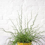 Chalily Corkscrew Rush, a Great Live Pond Plant for Your Water Garden. Filters The koi and Goldfish Pond. Good for Bogs, Plant Shelf or Shallow Water This marginal Aquatic is a Real Beauty