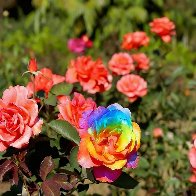 200+ Rare Rose Seeds for Planting, Mixed Color Perennial Shrub Hybrid Rose Flower Seed, Non-GMO Heirloom Flower Seeds for Garden Home