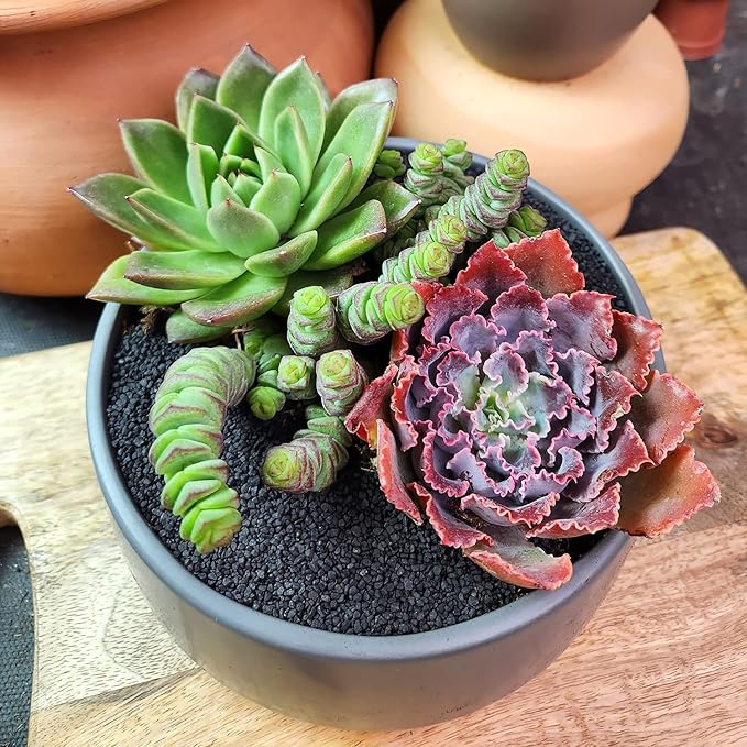Altman Plants 3.5" Crassula Baby Necklace, Succulent Plants Live Succulents Plants Live Indoor Plants Live Houseplants Live Indoor House Plants Indoors Live Plants Outdoor Plants Live Succulent Plants