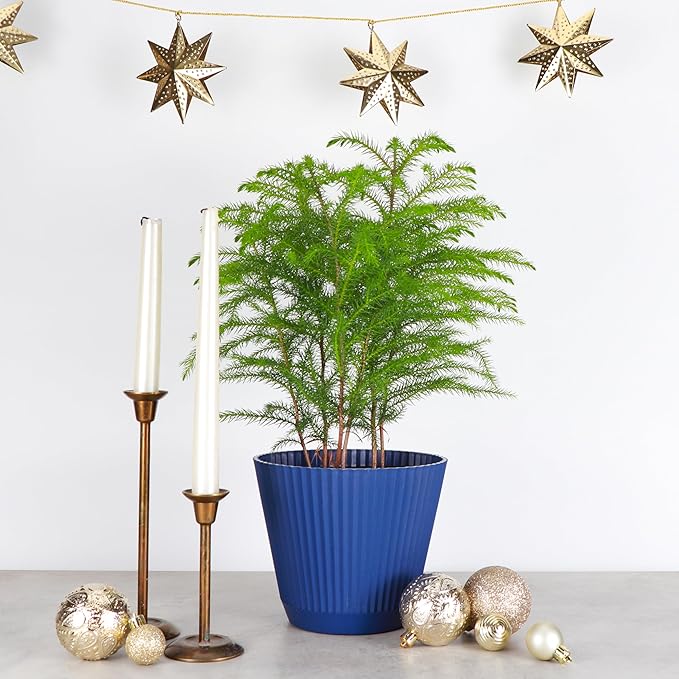 Thorsen's Greenhouse Live Norfolk Island Pine Plant, Christmas Greenery Gift or Decor, Air Purifying Premium Indoor Houseplant, Mature 4" Diameter Pot (Navy, 6-inch Pot)