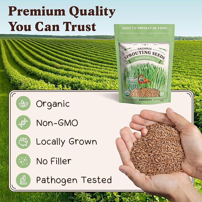 Seedboy Organic Wheatgrass Seeds - Hard Red Spring, Non-GMO, USA Grown Microgreens & Sprouting Seeds - 8 oz Bag Yields 5 Quarts (Hard Red Spring Wheatgrass)