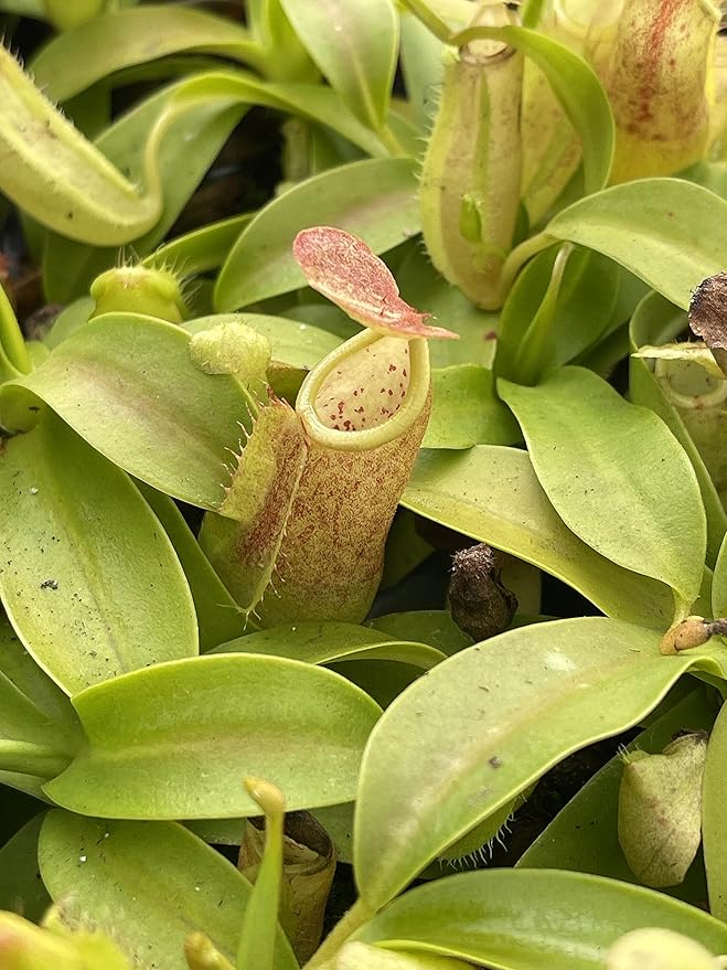Nepenthes Sanguinea Pitcher Plant - Live Carnivorous - Beginner Friendly Tropical Pitcher Plant by Savage Gardeners