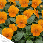 Live Healthy Flowering Pansies - Orange (4 Plants Per Pack), Beautiful Winter Color, 6" Tall by 4" Wide in 1 Pint Square Pot