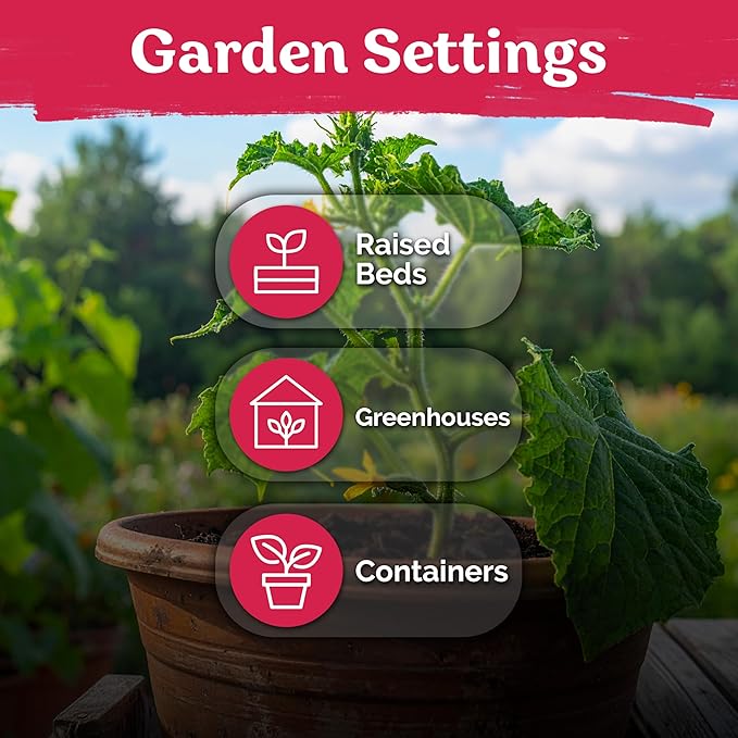 KVITER 50 National Pickling Cucumber Seeds for Planting (Cucumis sativus) - Heirloom Pickling Cucumbers Seed Packets, Non GMO Cucumber Organic - Vegetable Seeds for Home Garden & Containers