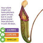 Miranda Carnivorous Pitcher Plant - Nepenthes Miranda - Wellspring Gardens Starter Plant - Unique & Exotic Tropical for Indoor/Outdoor Growing & Planting - Easy to Grow, Great for Nature (2-Pack)