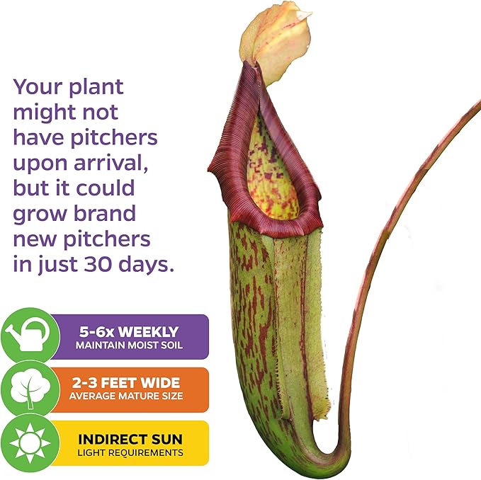 Miranda Carnivorous Pitcher Plant - Nepenthes Miranda - Wellspring Gardens Starter Plant - Unique & Exotic Tropical for Indoor/Outdoor Growing & Planting - Easy to Grow, Great for Nature (2-Pack)