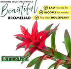 Better-GRO Bromeliad Hanging Kokedama – Indoor/Outdoor Decorative Planter, Low Maintenance Houseplant, Unique Home Decor - 12” Tall