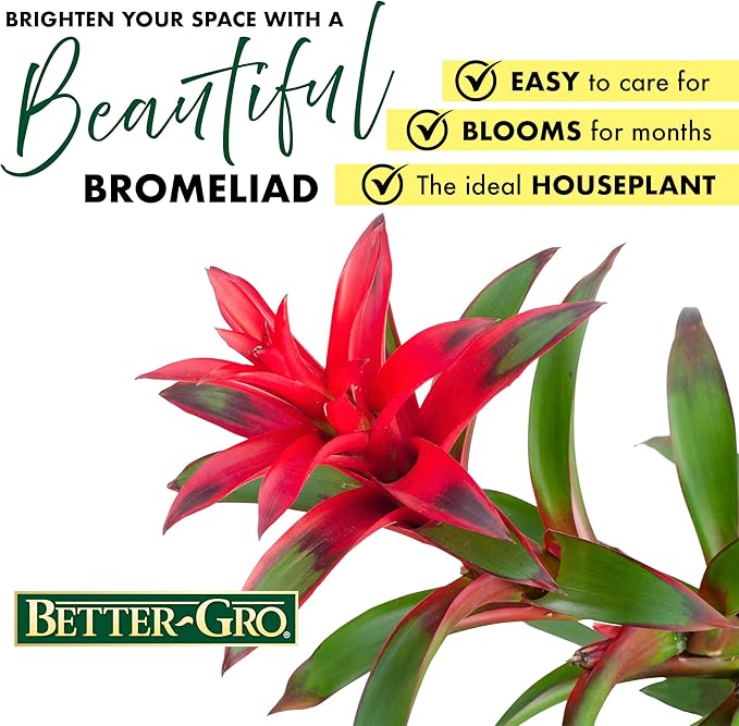 Better-GRO Bromeliad Hanging Kokedama – Indoor/Outdoor Decorative Planter, Low Maintenance Houseplant, Unique Home Decor - 12” Tall