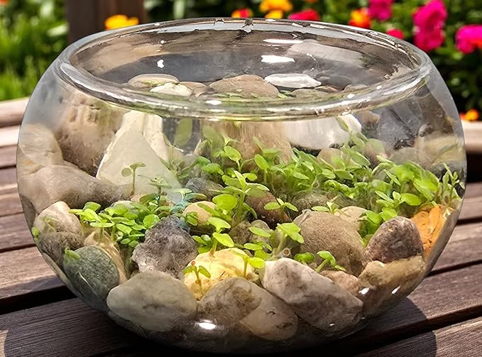 Mini WaterPlants - Create Your Own Soothing Aquasacape Starter Kit, Indoor Plant Glass Globe Terrariums with Complete Supplies, Just Add Water, 3-Pack