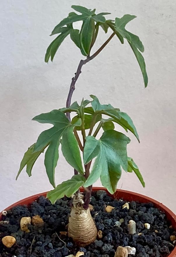 Ipomoea Platensis Live Plant, 4 Inch Bare Root Caudiciform by Exotic-Succulent-Collection