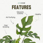 Mini Monstera 'Ginny' Live House Plant in 4" Pot – Rhaphidophora Tetrasperma | Live Rare Houseplant with Split Leaves | Easy to Grow Indoor Vine for Home & Office Décor - JitoHouse