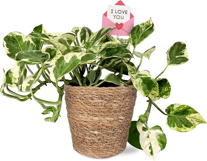 Green Circle Growers 5" Pothos Plant – Love You Edition in Seagrass Basket Pot, Live Indoor Houseplant