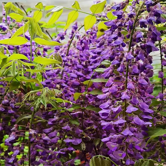 20+ Japanese Wisteria Purple Ornamental Vine Climber Seeds for Planting Home Garden Indoors or Outdoors